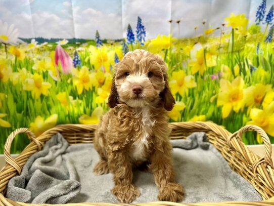 [#7561] rd Male Cockadoodle Puppies for Sale