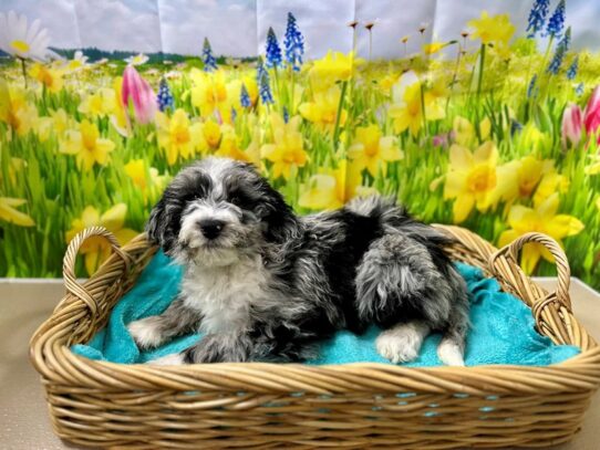 [#7568] mrl Female Miniature Aussiedoodle Puppies for Sale