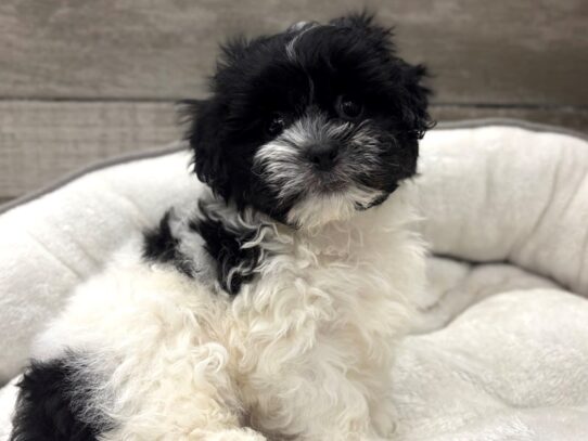 [#10494] Black & White Female Teddy Bear Puppies for Sale