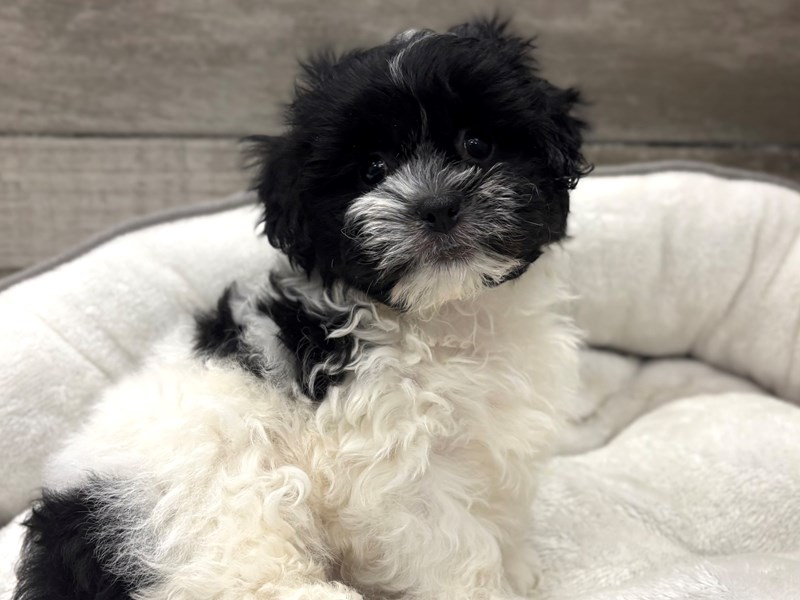 Teddy Bear - 10494 Image #1