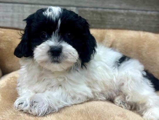 [#10495] Black & White Male Teddy Bear Puppies for Sale