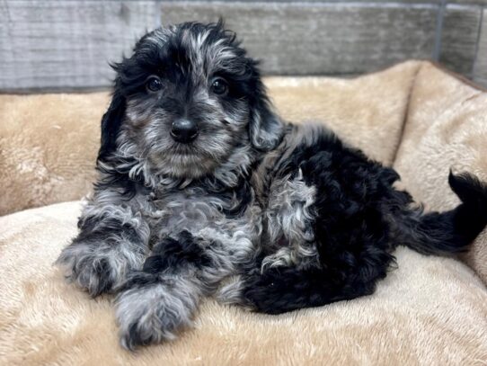 [#10496] Blue Merle Male Miniature Bernadoodle Puppies for Sale
