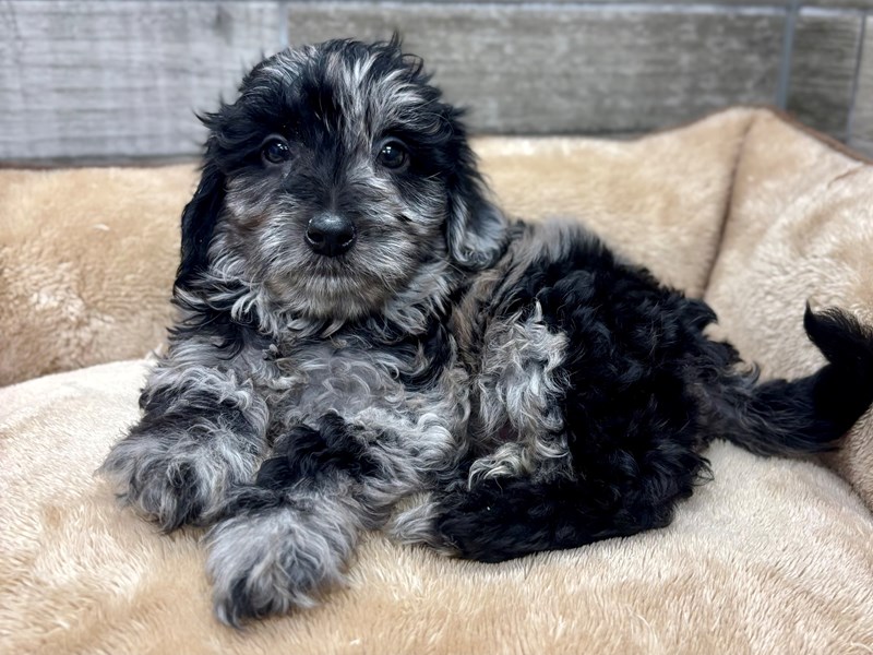 Miniature Bernadoodle - 10496 Image #1