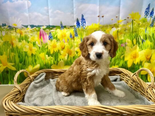 [#7579] rd Male Cavapoo Puppies for Sale