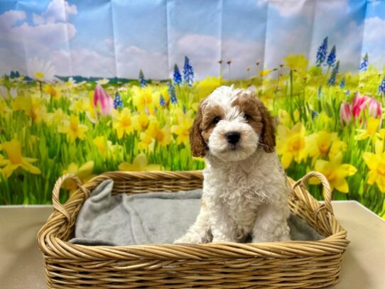 [#7578] rd Male Cavapoo Puppies for Sale