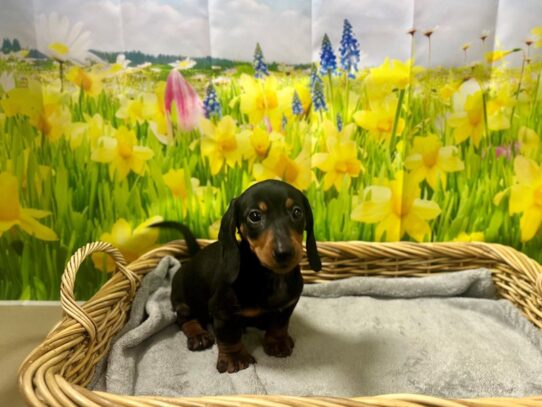 [#7573] blk & tn Male Dachshund Puppies for Sale