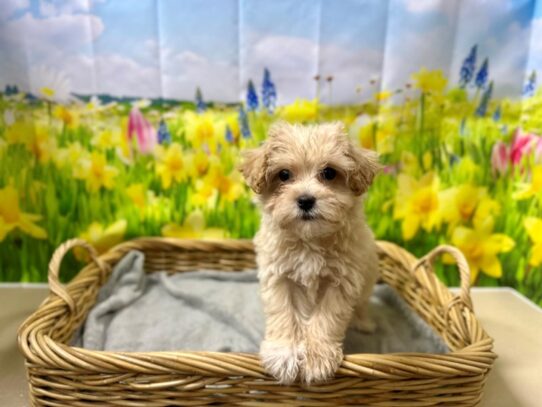[#7581] Cream Female Maltipoo Puppies for Sale