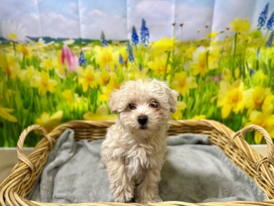 [#7580] Cream Male Maltipoo Puppies for Sale