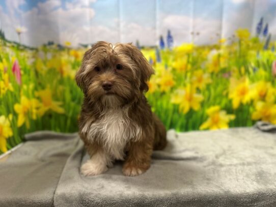 [#7521] gld Male Shorkie Puppies for Sale