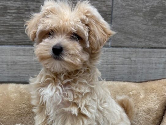 [#10499] Apricot Male Maltipoo Puppies for Sale