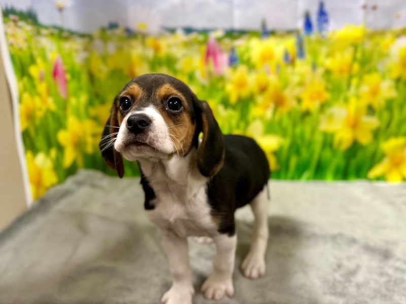 Beagle - 7585 Image #1