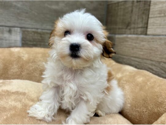 [#10501] Red & White Male Havanese Puppies for Sale