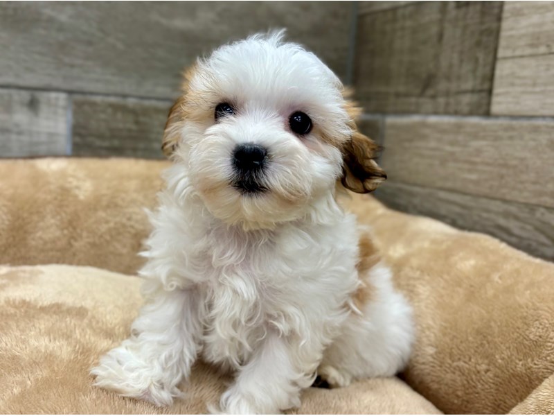 Havanese - 10501 Image #1