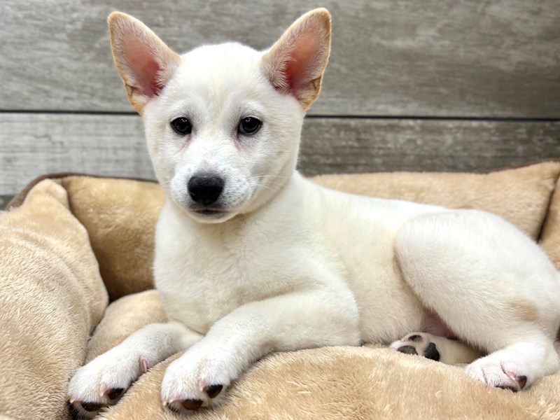 Shiba Inu - 10505 Image #1