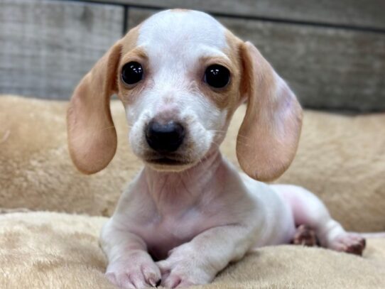 [#10507] Cream Piebald Female Dachshund Puppies for Sale