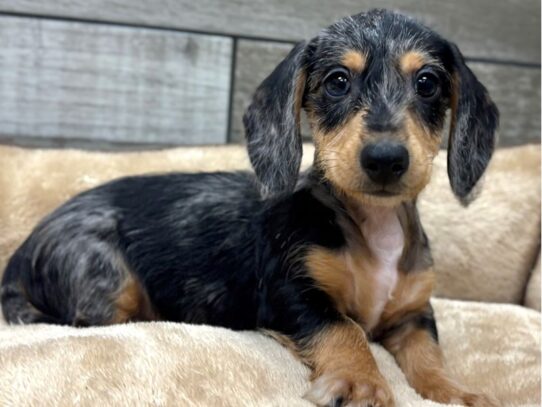 [#10508] Black & Tan Dapple Male Dachshund Puppies for Sale