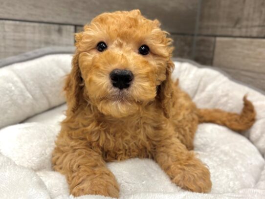 [#10509] Red Male Miniature Goldendoodle Puppies for Sale