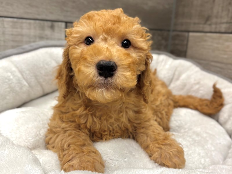 Miniature Goldendoodle - 10509 Image #1