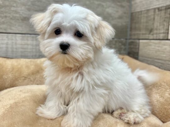 [#10513] White Male Maltese Puppies for Sale