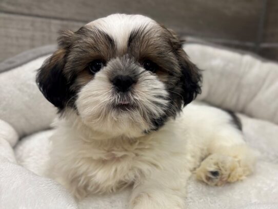 [#10515] Chocolate & White Male Shih Tzu Puppies for Sale