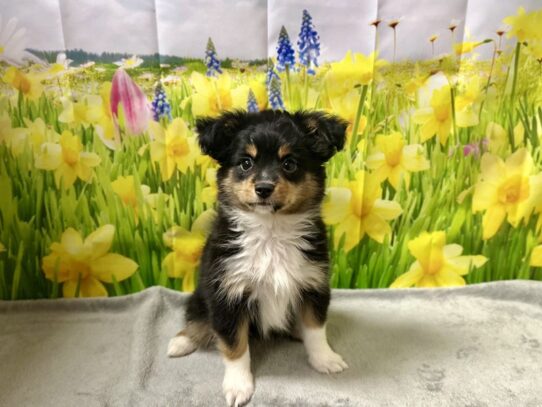 [#7589] blk, wh tn mkgs Female Toy Australian Shepherd Puppies for Sale