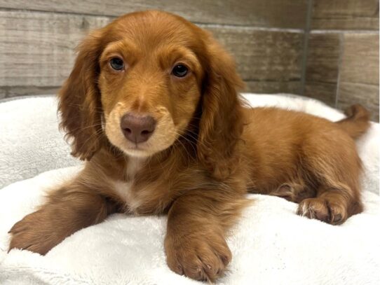 [#10517] Red Chocolate Male Dachshund Puppies for Sale