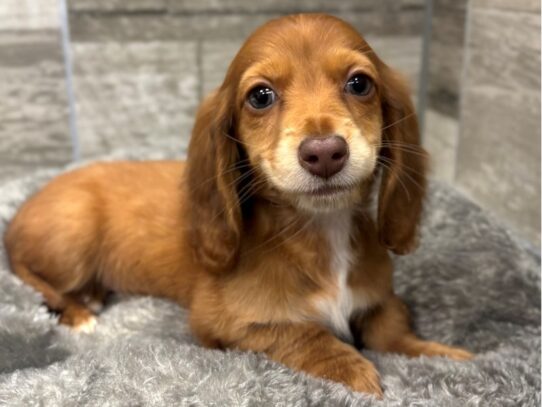 [#10518] Red Chocolate Female Dachshund Puppies for Sale