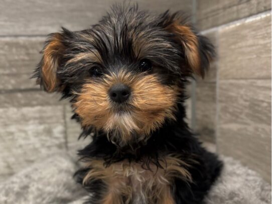 [#10521] Black & Tan Female Yorkshire Terrier Puppies for Sale