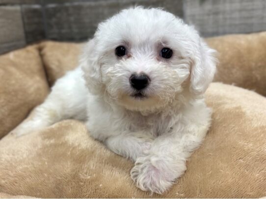 [#10523] White Male Bichon Frise Puppies for Sale