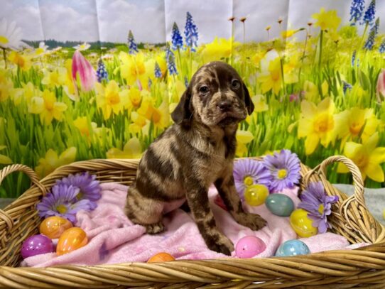 [#7602] choc mrl Female Mini Hippo Puppies for Sale