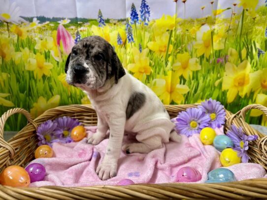 [#7601] bl mrl prti Male Mini Hippo Puppies for Sale