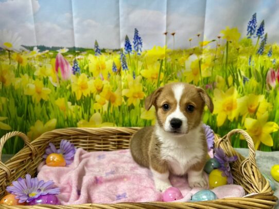 [#7599] rd & wh Male Pembroke Welsh Corgi Puppies for Sale