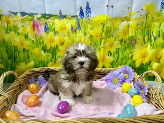 [#7598] br & wh Female Teddy Bear Puppies for Sale