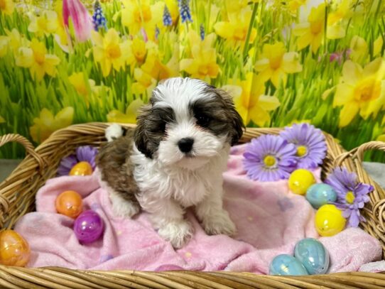 [#7596] brdl & wh Male Teddy Bear Puppies for Sale