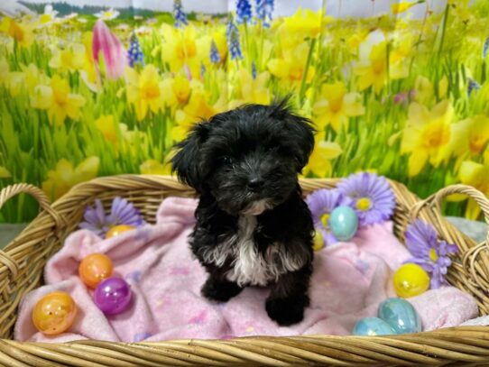 [#7595] blk Female Morkie Puppies for Sale