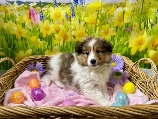[#7594] sbl & wh Female Shetland Sheepdog Puppies for Sale