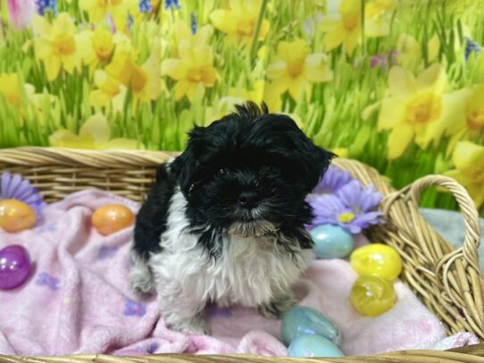 [#7593] blk, wh mkgs Male Havanese Puppies for Sale