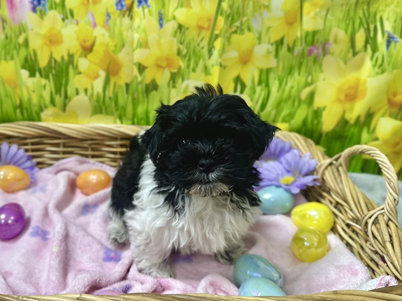 Havanese - 7593 Image #1