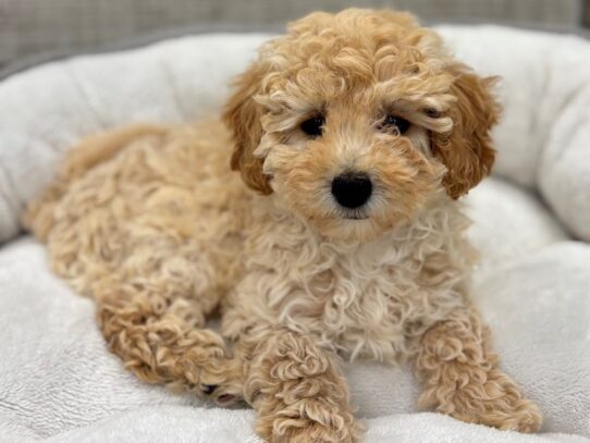 [#10525] Apricot Cream Female Miniature Poodle Puppies for Sale