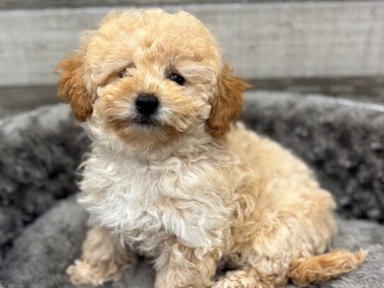 [#10526] Apricot Cream Female Miniature Poodle Puppies for Sale