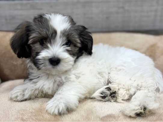 [#10527] Brindle & White Male Havanese Puppies for Sale