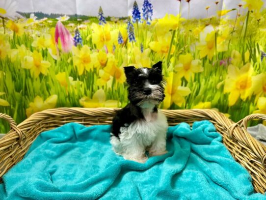 [#7612] blk & wh prti Male Min Schnauzer Puppies for Sale
