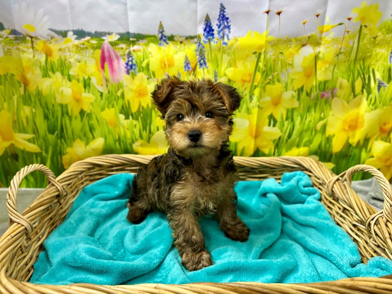 Yorkshire Terrier - 7610 Image #1