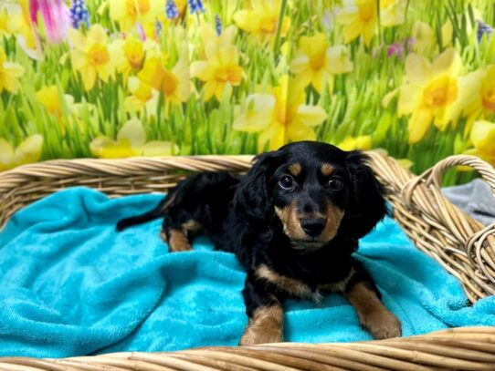 [#7609] blk & tn Male Dachshund Puppies for Sale