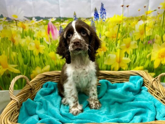 [#7603] chlt & wh Female Cocker Spaniel Puppies for Sale
