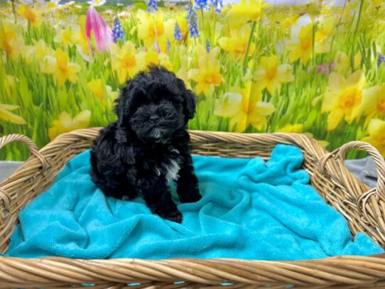 [#7608] blk Female Yorkiepoo Puppies for Sale