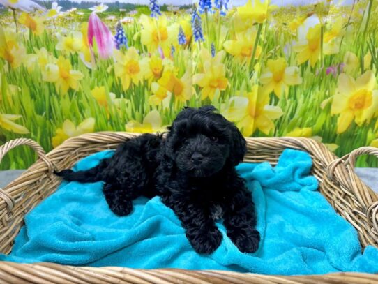 [#7607] blk Male Havapoo Puppies for Sale