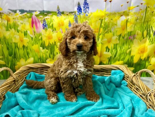 [#7605] rd Female Miniature Goldendoodle Puppies for Sale