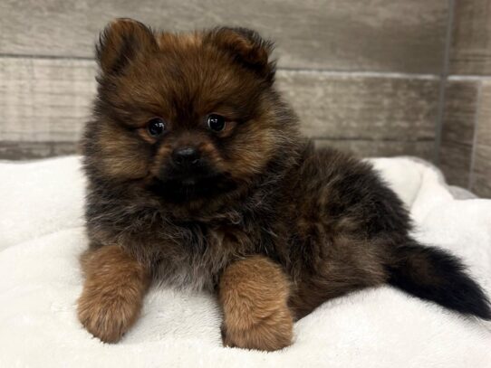 [#10530] Sable Female Pomeranian Puppies for Sale