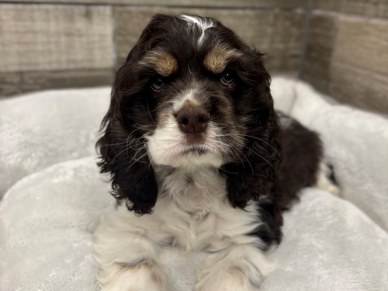 Cocker Spaniel - 10529 Image #1